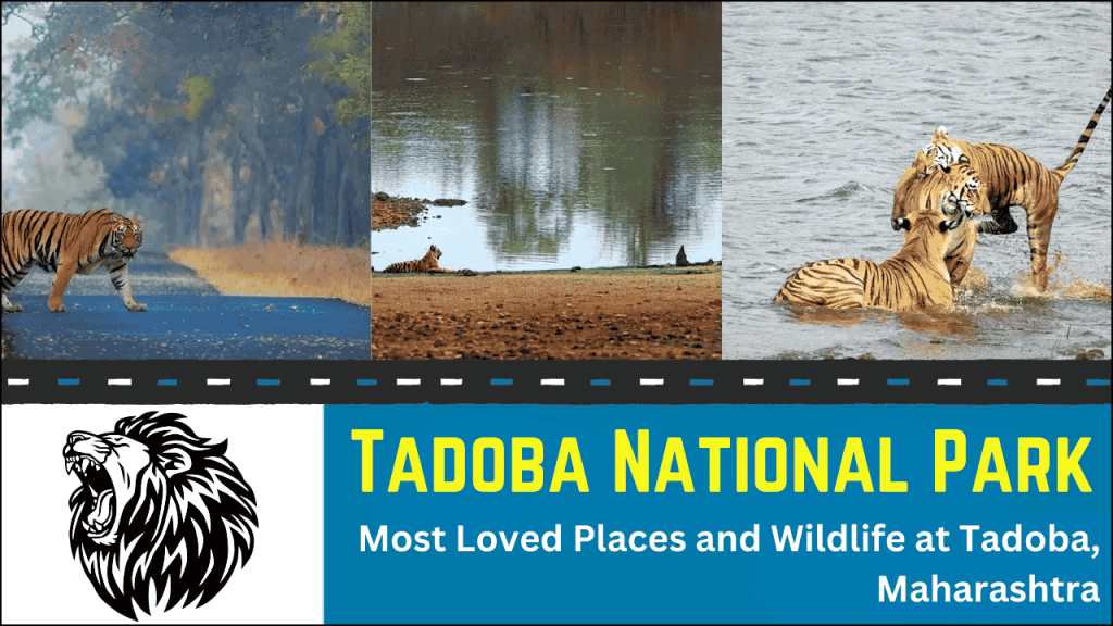 Most Loved Places and Wildlife at Tadoba, Maharashtra