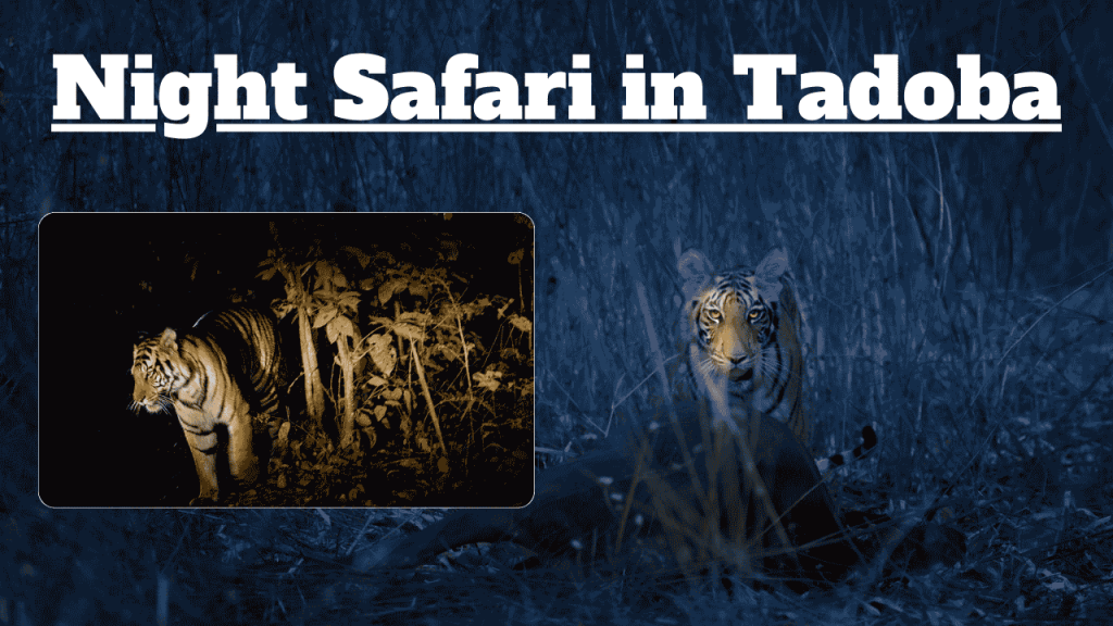 Night Safari in Tadoba