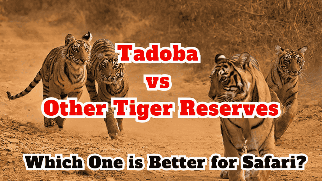 Tadoba vs. Other Tiger Reserves, Which One is Better for Safari?